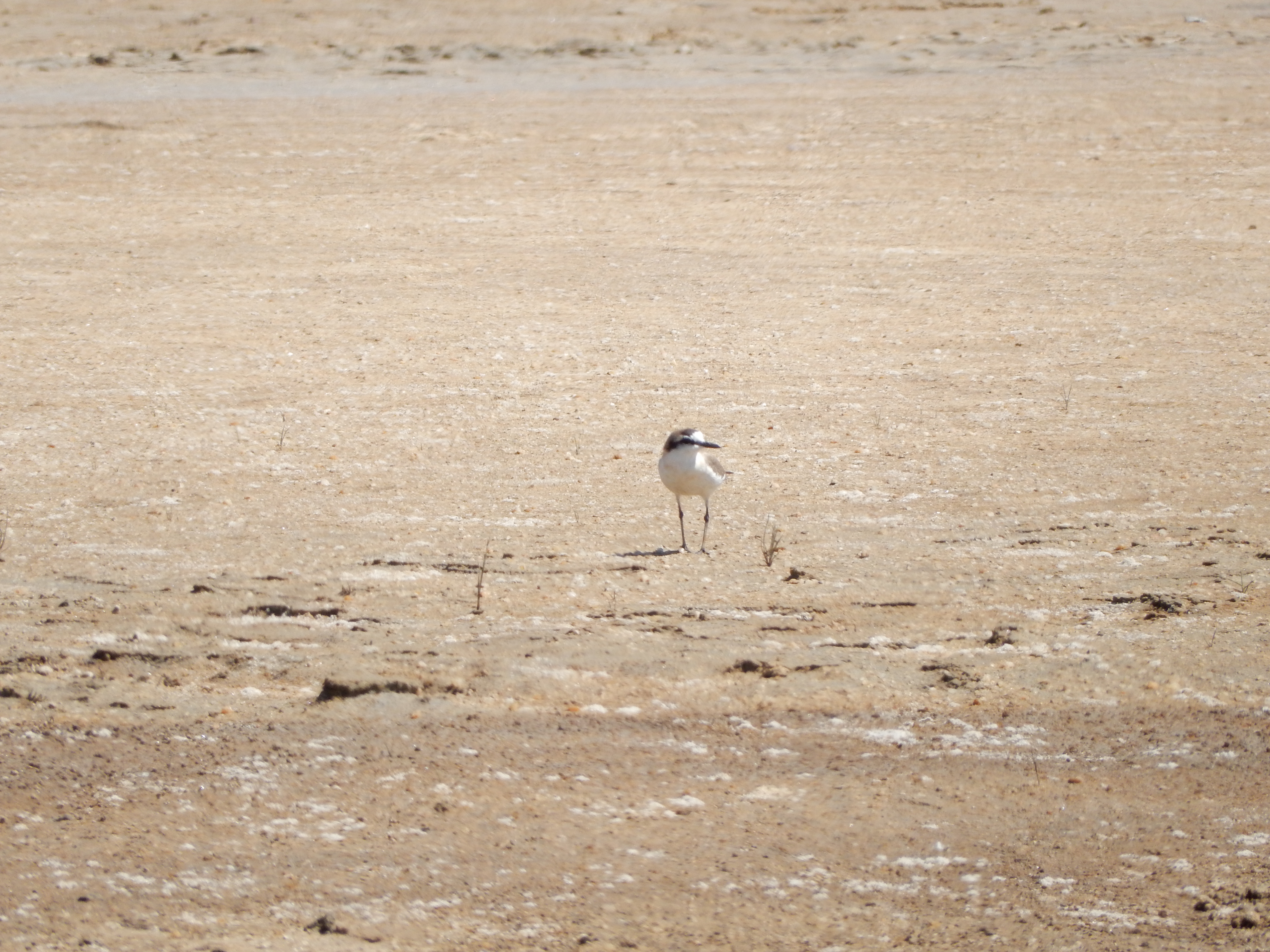 Charadrius marginatus